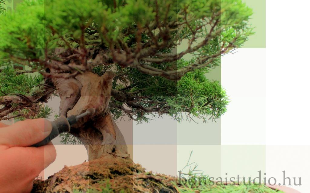 bonsai torzsenek gepi alakitasa shari es deadwood technika
